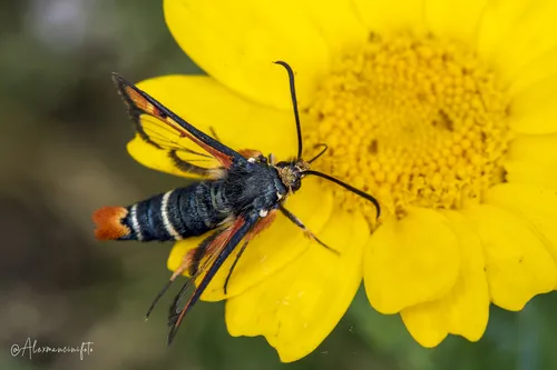 Fiery Clearwing - photo 8