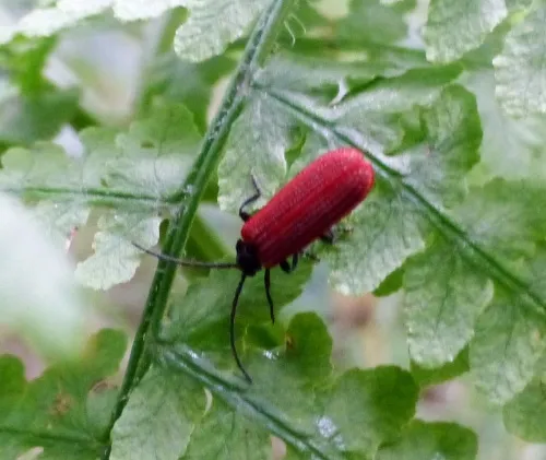 Pyropterus nigroruber - photo 2