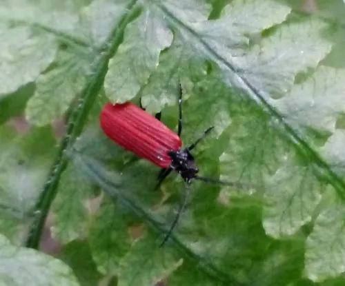 Pyropterus nigroruber - photo 3