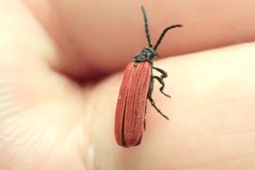 Pyropterus nigroruber - photo 4