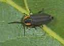 Pyropyga decipiens