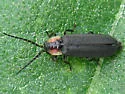 Pyropyga decipiens - photo 2