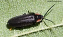 Pyropyga decipiens - photo 3