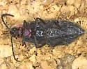 Pyropyga decipiens - photo 4