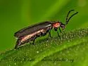 Pyropyga decipiens - photo 5