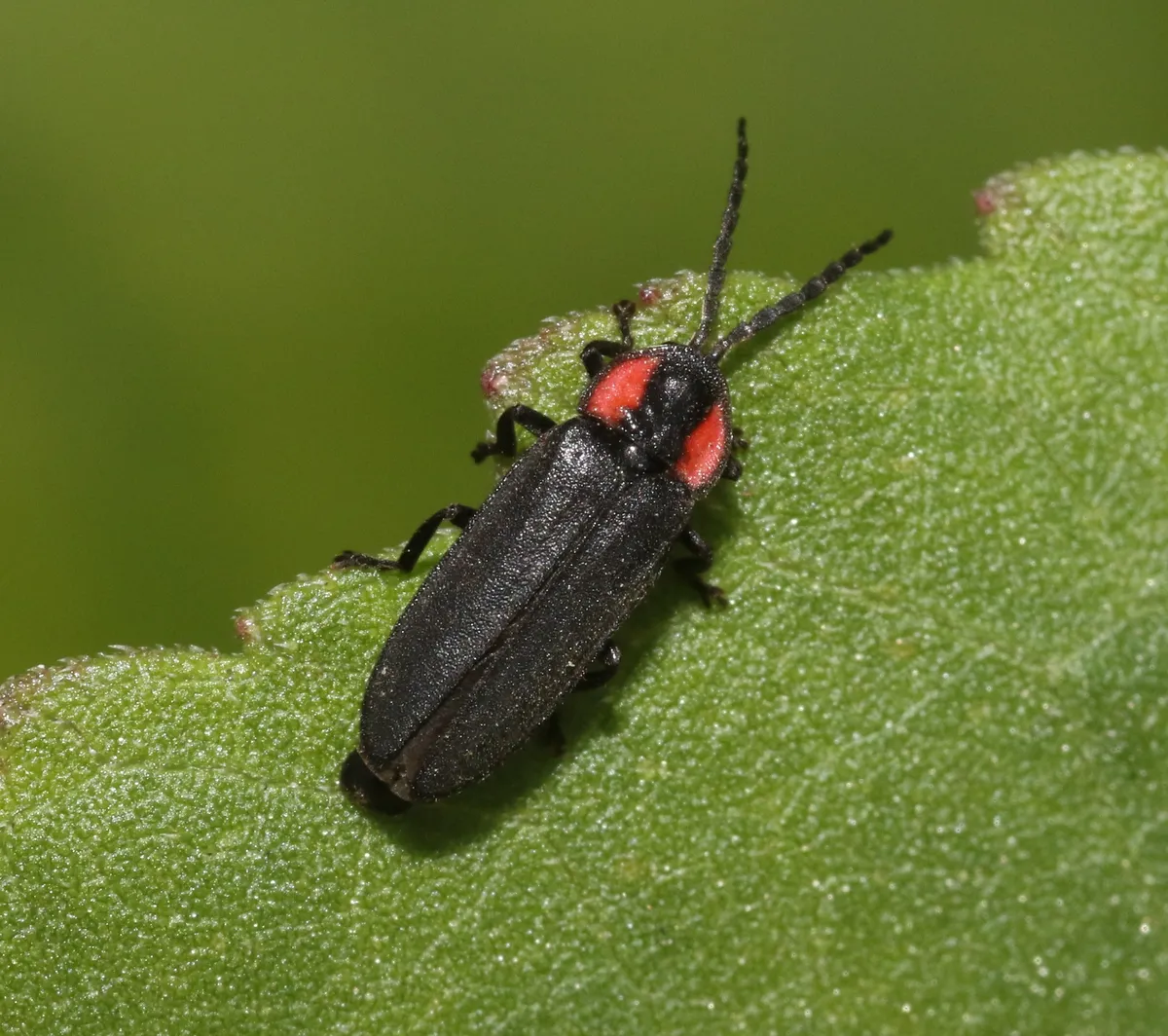 Pyropyga nigricans - photo 2