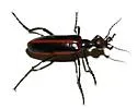 Pyrota akhurstiana