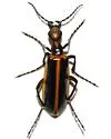 Pyrota akhurstiana - photo 2