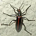 Pyrota akhurstiana - photo 5