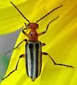 Pyrota bilineata