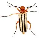 Pyrota bilineata - photo 2