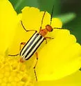 Pyrota bilineata - photo 5