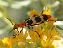 Pyrota concinna