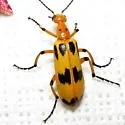 Pyrota concinna - photo 2