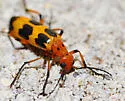Pyrota concinna - photo 3