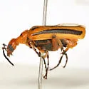 Pyrota discoidea
