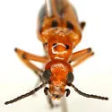 Pyrota discoidea - photo 2