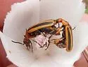 Pyrota discoidea - photo 3