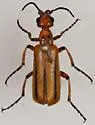 Pyrota discoidea - photo 4