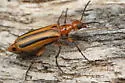 Pyrota discoidea - photo 5