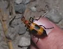 Pyrota engelmanni