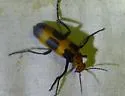 Pyrota engelmanni - photo 2