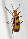 Pyrota fasciata - photo 2
