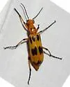 Pyrota fasciata - photo 3