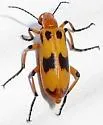 Pyrota fasciata - photo 4