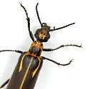 Pyrota insulata - Pyrota insulata