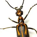 Pyrota insulata - photo 2