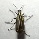 Pyrota insulata - photo 3