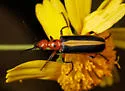 Pyrota limbalis 0 - photo 2