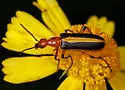 Pyrota limbalis 0 - photo 3
