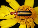 Pyrota limbalis 0 - photo 4