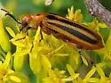 Pyrota lineata - photo 3