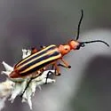 Pyrota lineata - photo 4