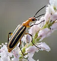 Pyrota lineata - photo 5