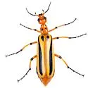 Pyrota nigrovittata - Pyrota nigrovittata