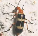 Pyrota palpalis - photo 2