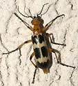 Pyrota palpalis - photo 3