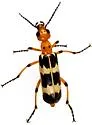 Pyrota palpalis - photo 5