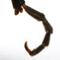 Pyrota perversa - photo 2
