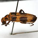 Pyrota perversa - photo 3
