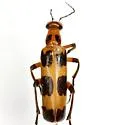 Pyrota perversa - photo 5