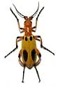 Pyrota plagiata - Pyrota plagiata