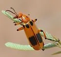 Pyrota postica