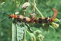 Pyrota punctata