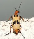 Pyrota punctata - photo 3