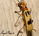 Pyrota punctata - photo 4